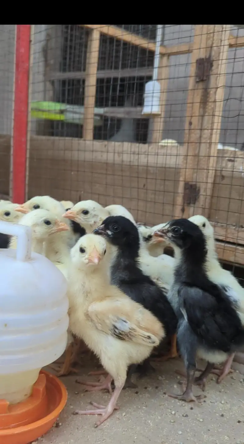 aseel chicks / aseel / mianwali chicks/ jawa chicks / heera chicks — photo 4