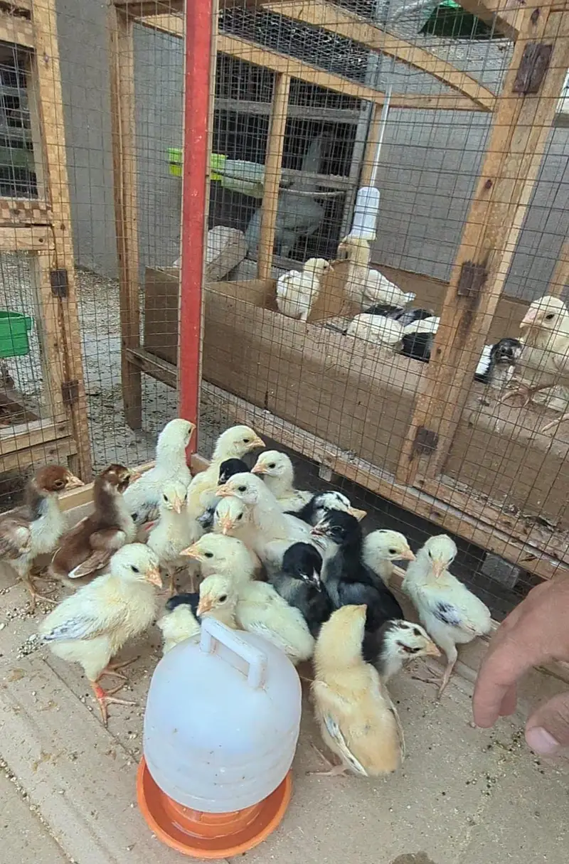 aseel chicks / aseel / mianwali chicks/ jawa chicks / heera chicks — photo 5