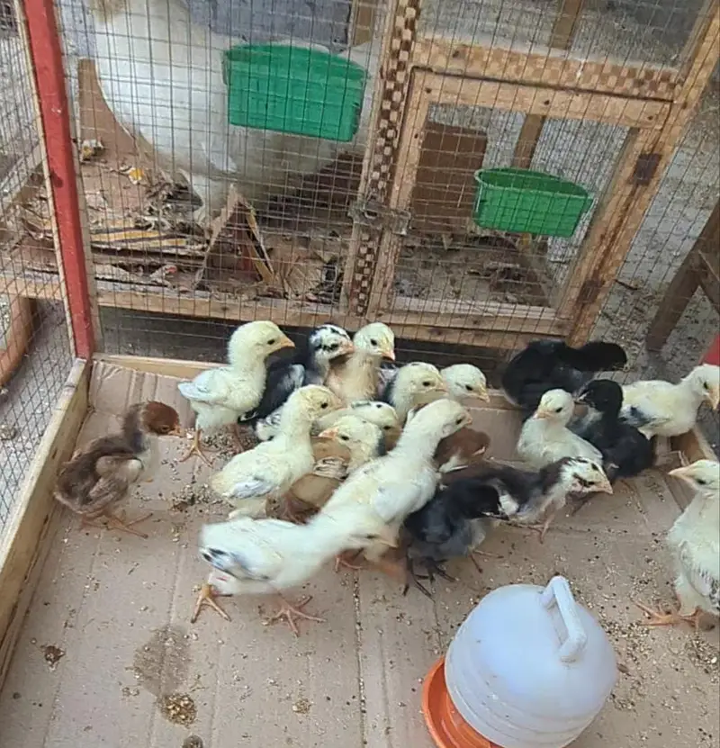 aseel chicks / aseel / mianwali chicks/ jawa chicks / heera chicks — photo 6