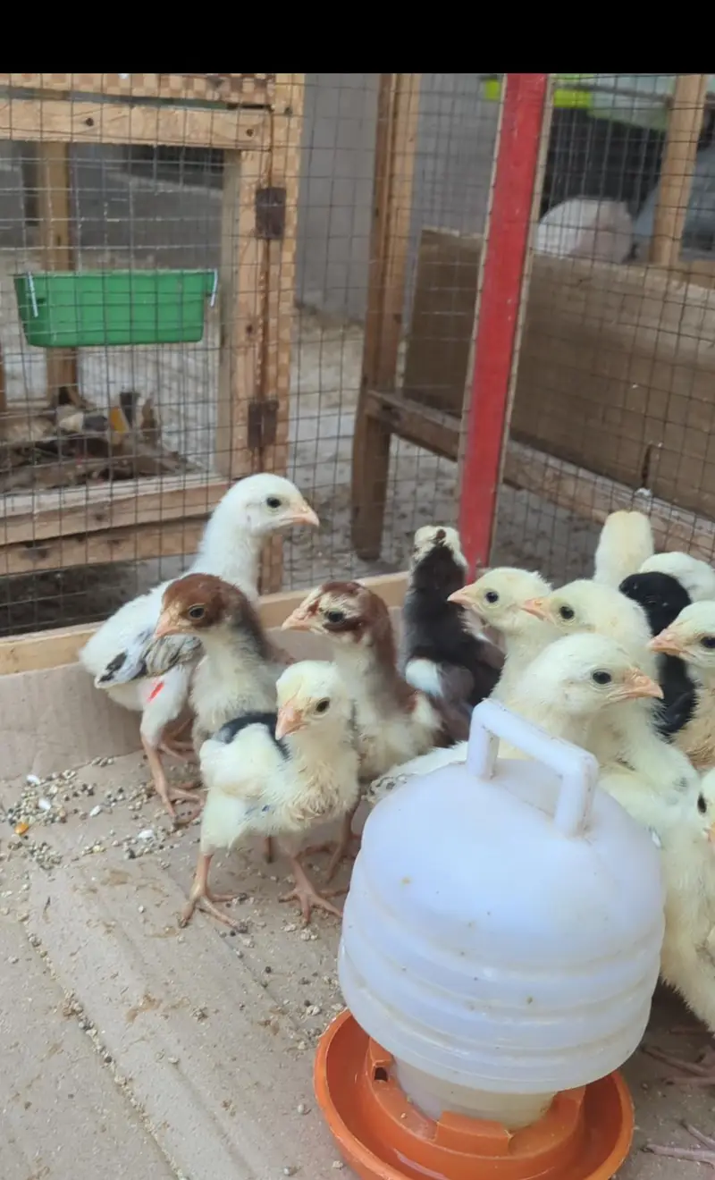 aseel chicks / aseel / mianwali chicks/ jawa chicks / heera chicks — photo 7