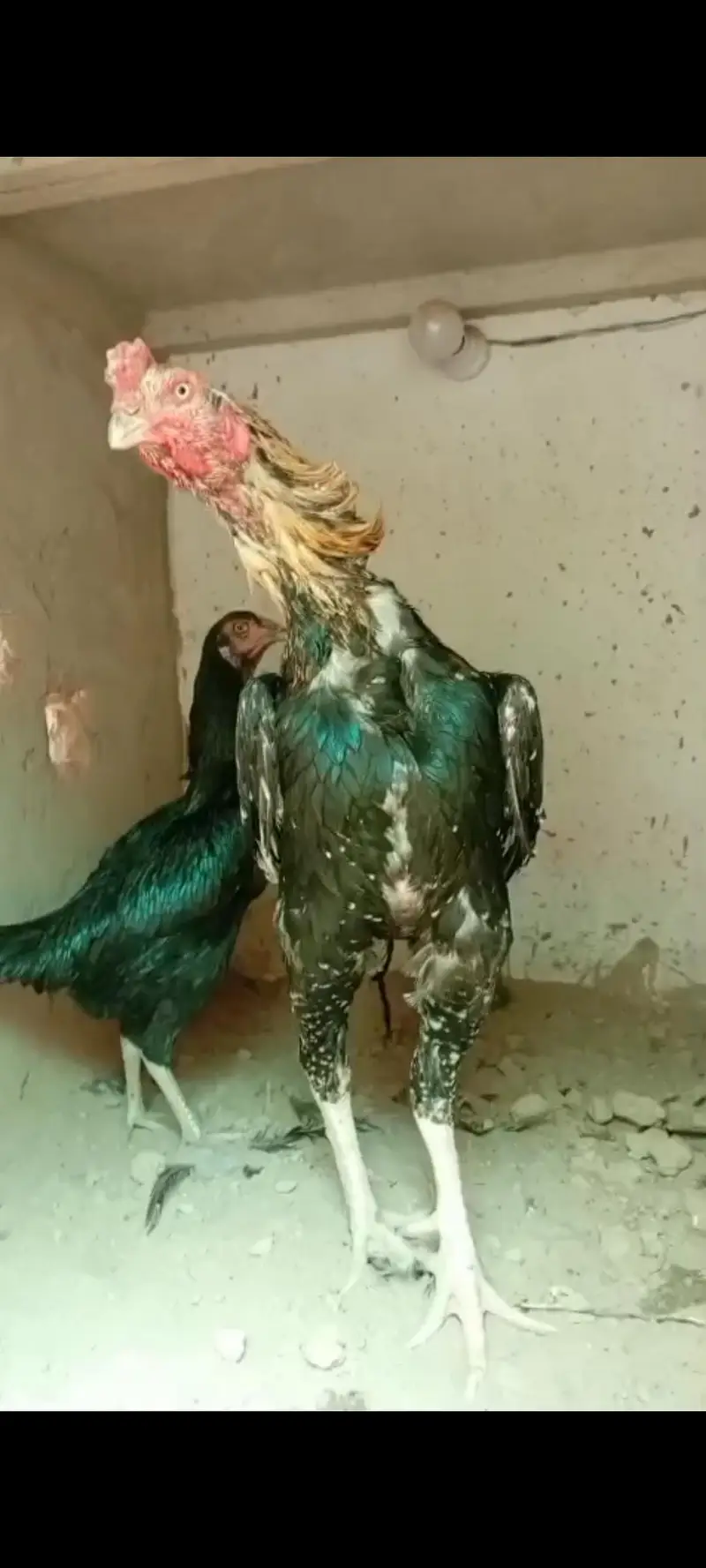 aseel chicks / aseel / mianwali chicks/ jawa chicks / heera chicks — photo 8