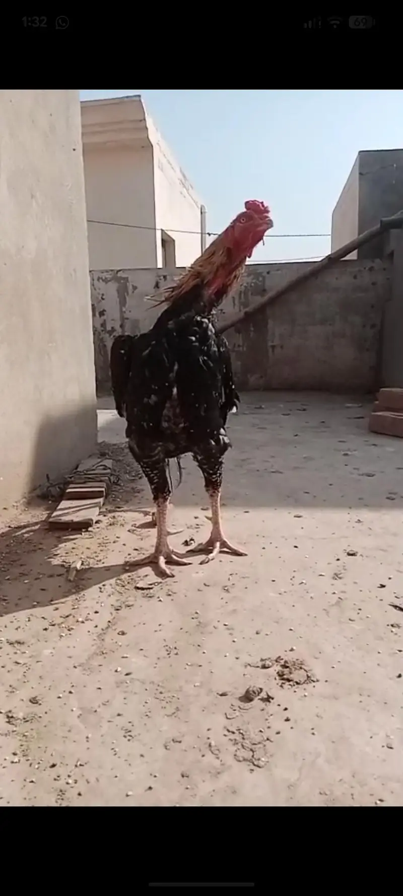 aseel chicks / aseel / mianwali chicks/ jawa chicks / heera chicks — photo 10