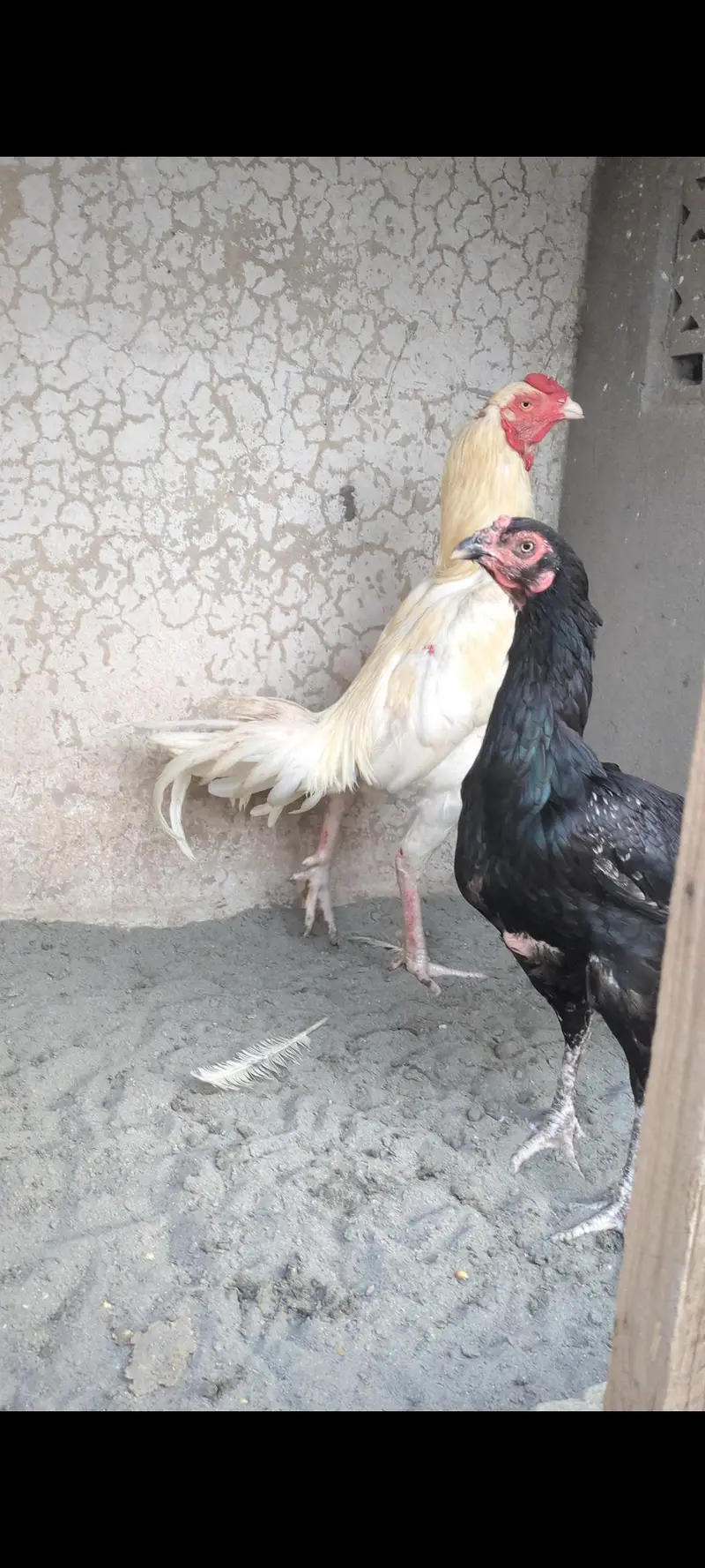 aseel chicks / aseel / mianwali chicks/ jawa chicks / heera chicks — photo 11