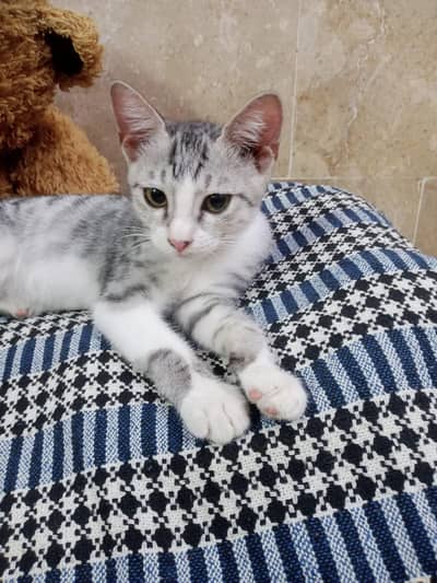 semi Persian kittens male cat