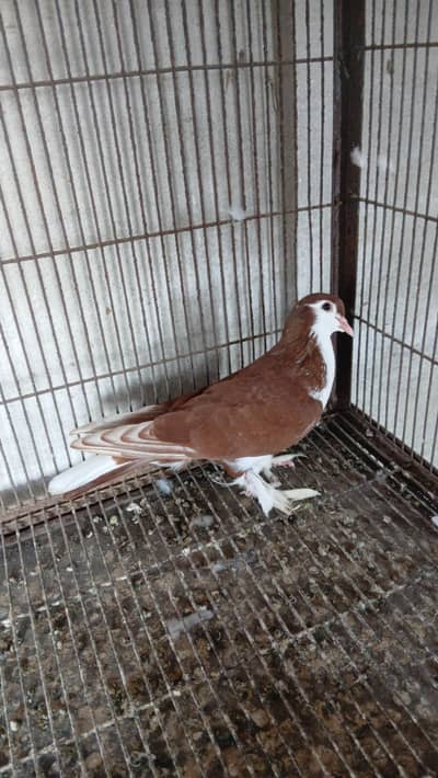 Red shirazi young male 3417364953