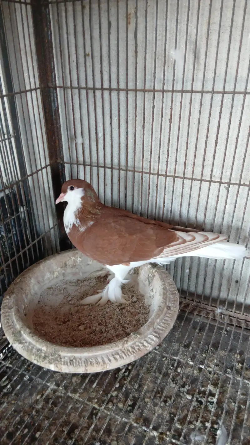 Red shirazi young male 3417364953 — photo 2