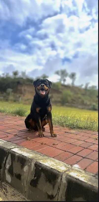 Pedigree Male Rottweiler Champion Bloodline