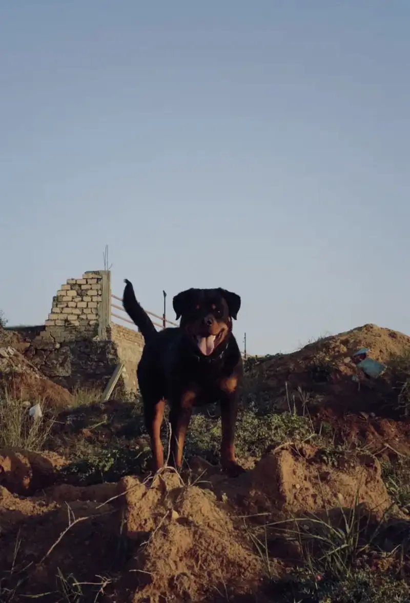 Pedigree Male Rottweiler Champion Bloodline — photo 2