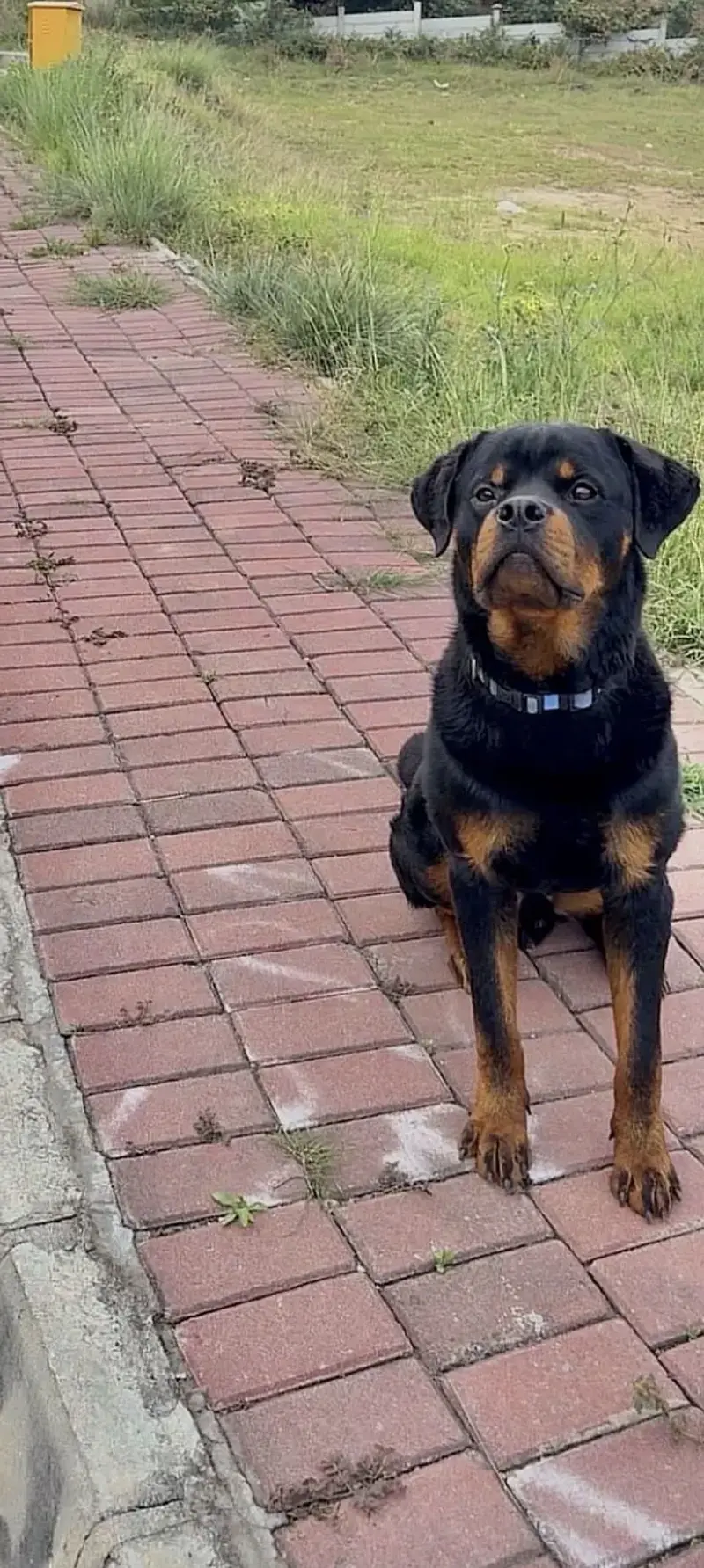 Pedigree Male Rottweiler Champion Bloodline — photo 3