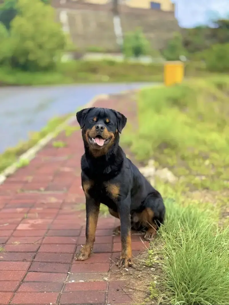 Pedigree Male Rottweiler Champion Bloodline — photo 4