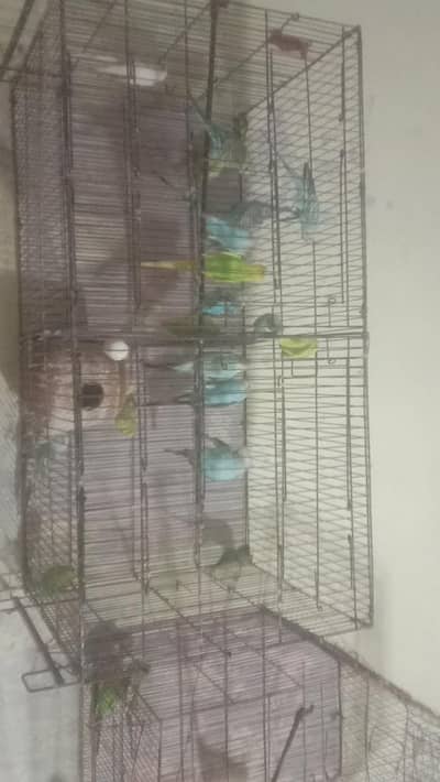 parrots 20 peice