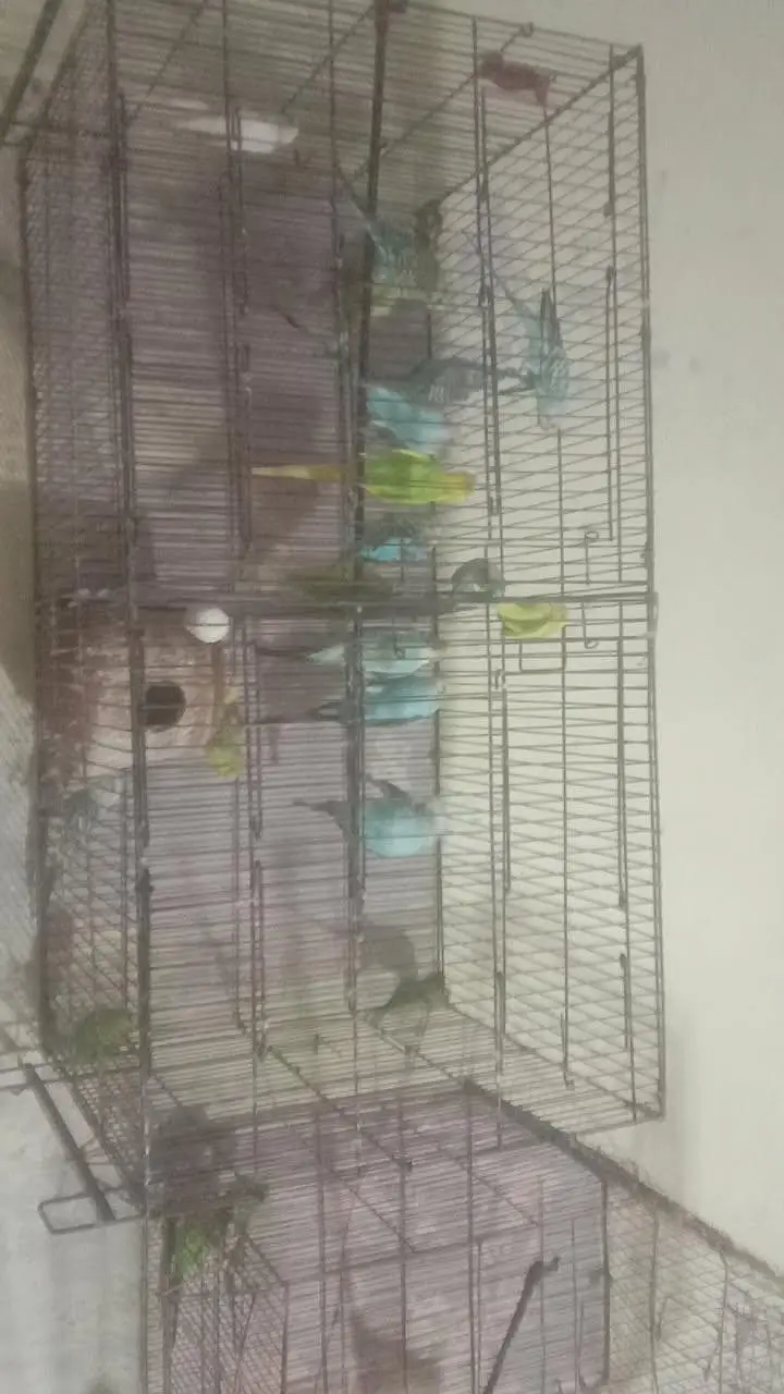 parrots 20 peice — photo 2