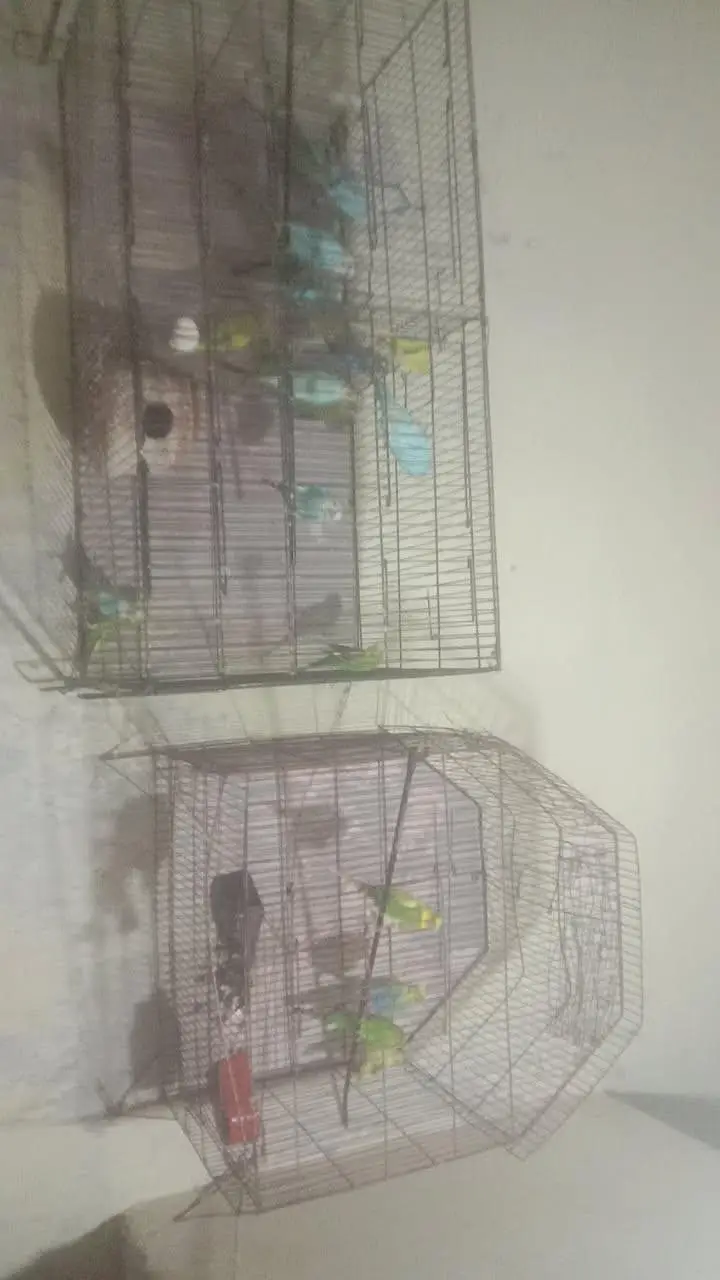 parrots 20 peice — photo 3