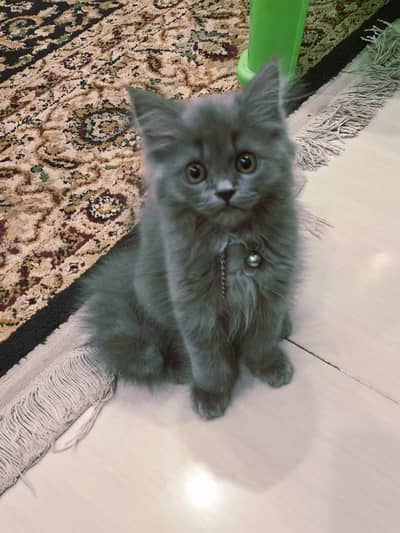 grey persian cat for sale