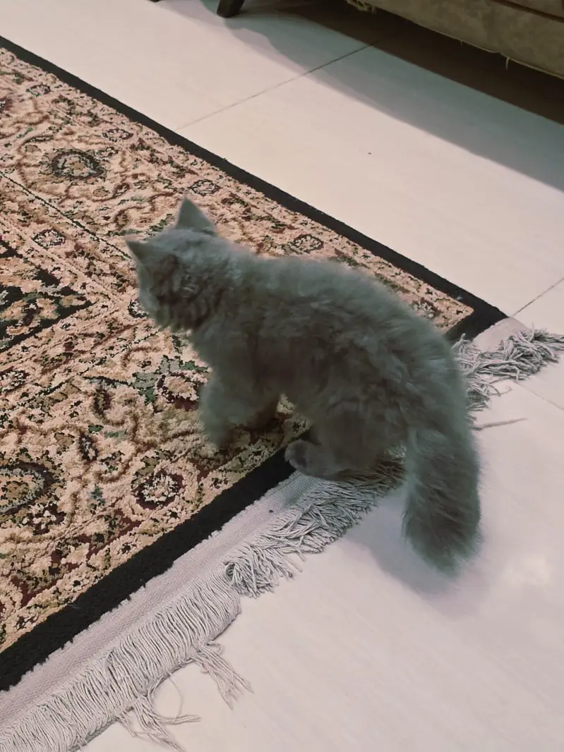 grey persian cat for sale — photo 2