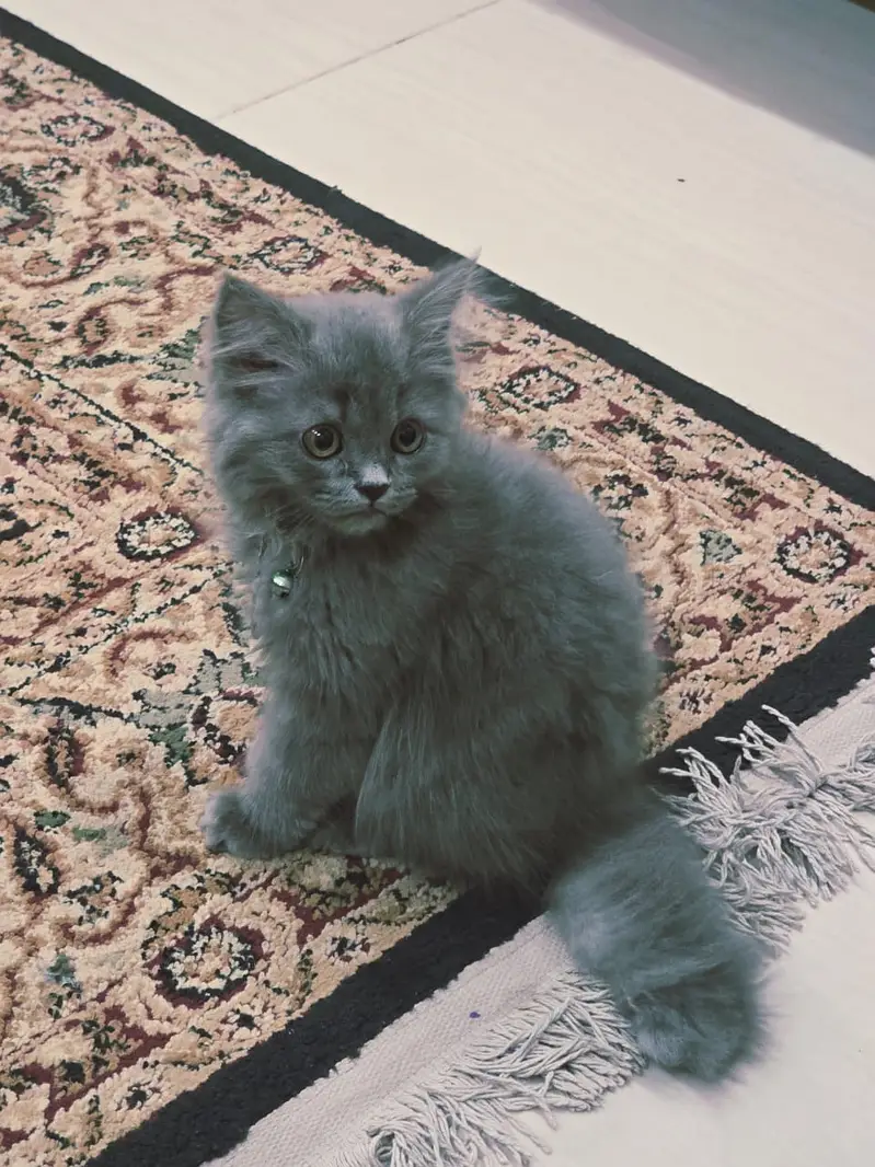 grey persian cat for sale — photo 3