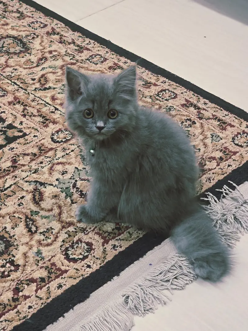 grey persian cat for sale — photo 4