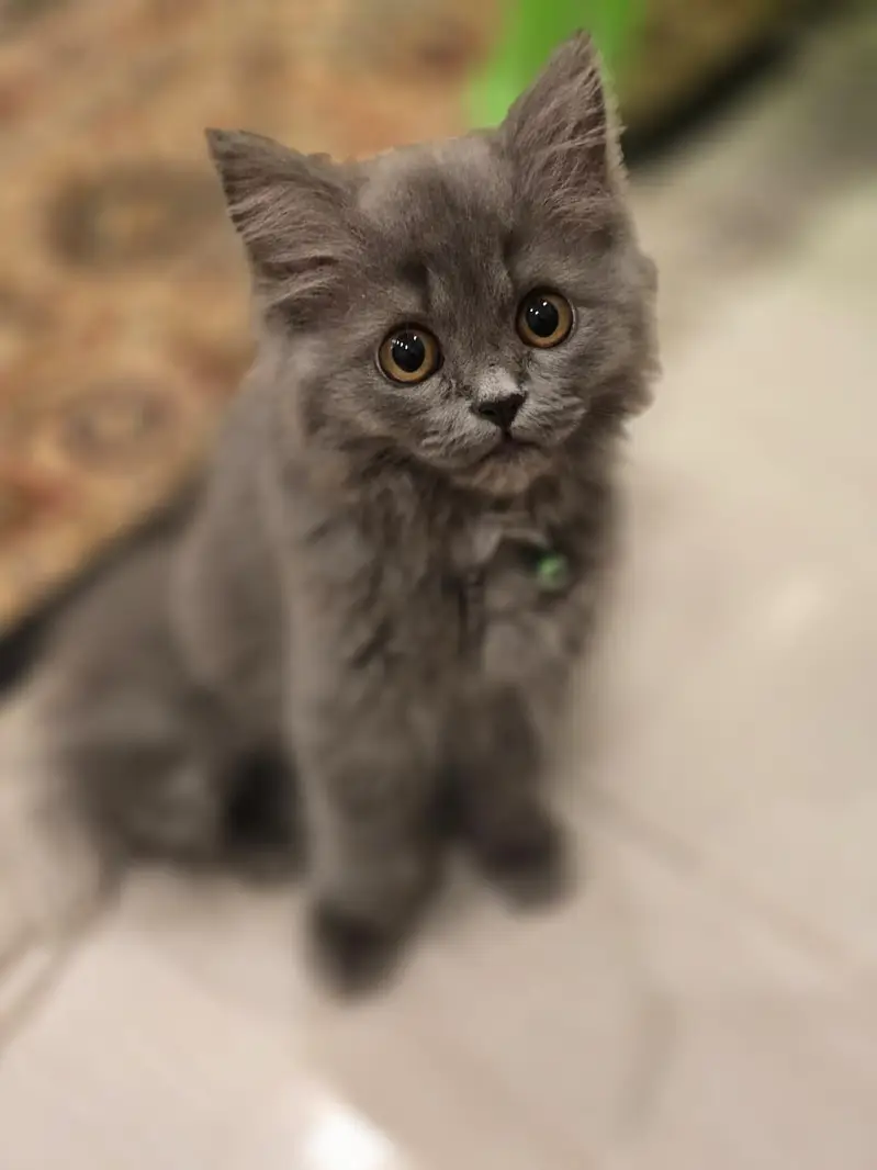 grey persian cat for sale — photo 5