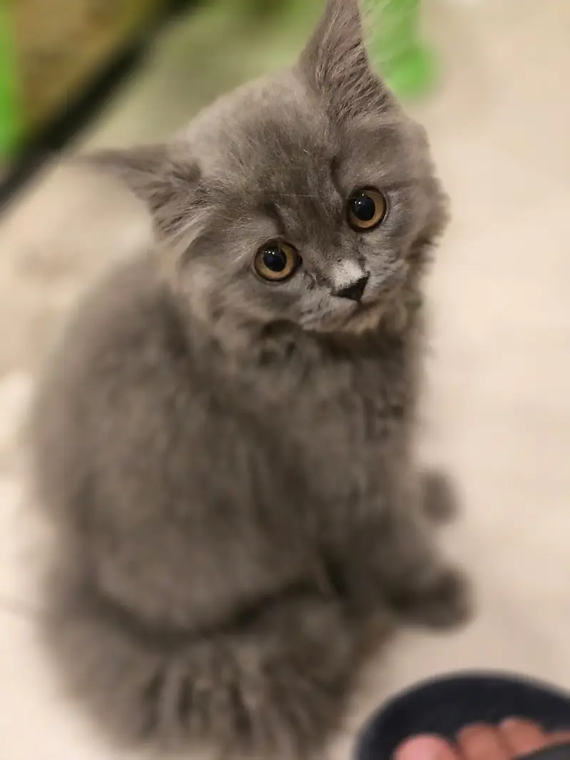 grey persian cat for sale — photo 6