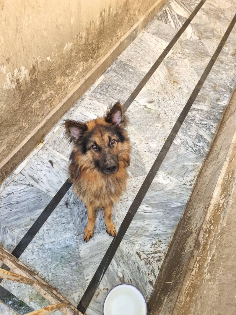 simba 1