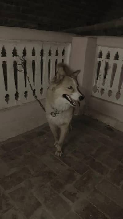 Husky Cross