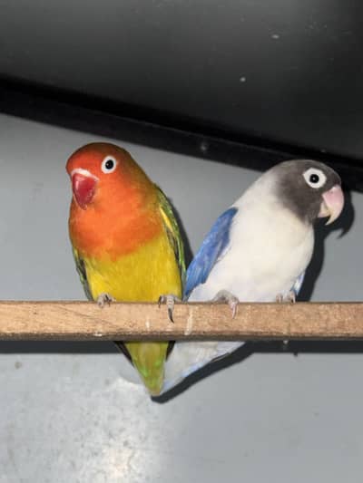 Love Bird  pair