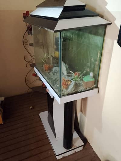 Fish Aquarium