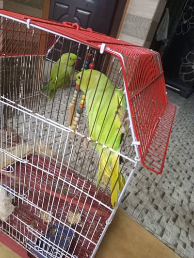 2 Green Ring neck for sale