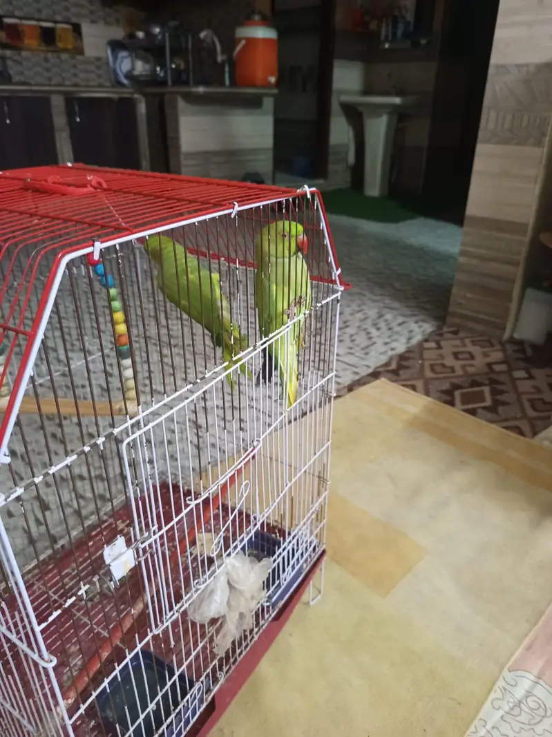 2 Green Ring neck for sale — photo 2