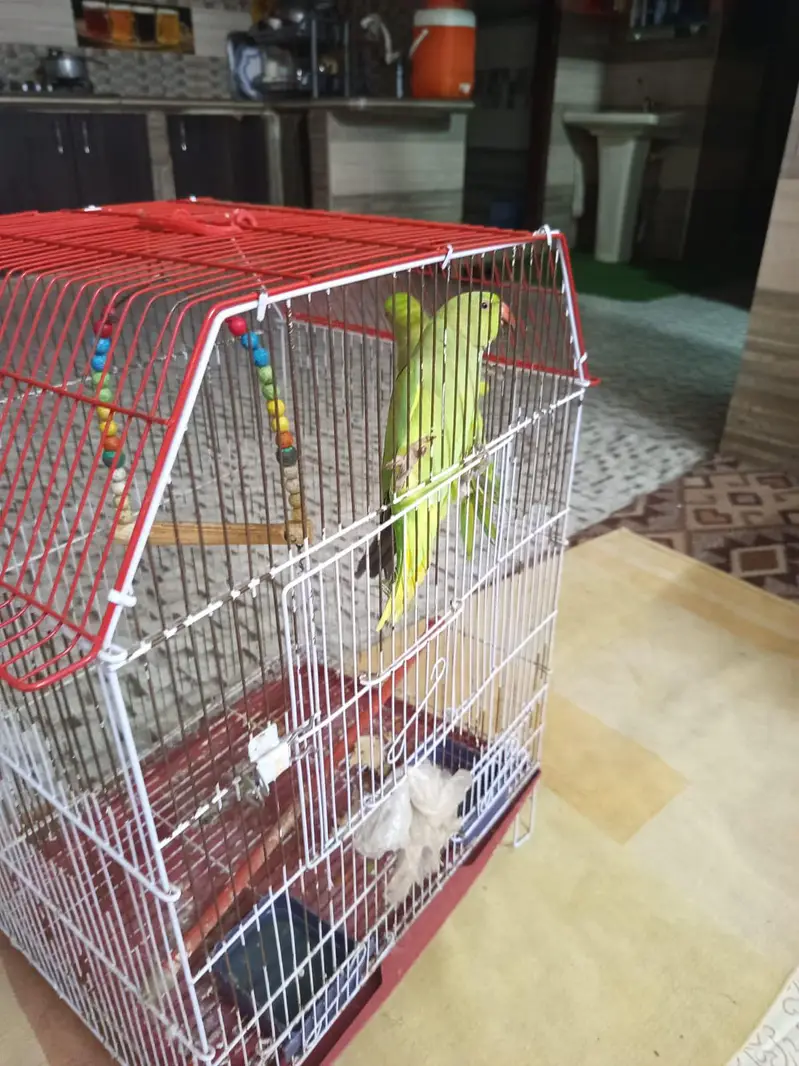 2 Green Ring neck for sale — photo 3
