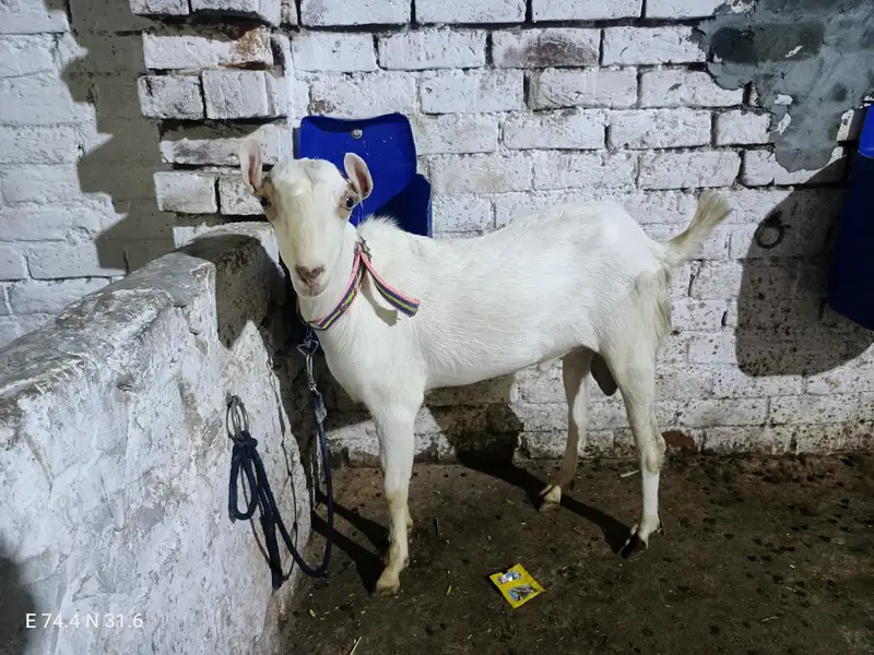 pure teddy gulabi age 12 months pure mundra D face 2 dant — photo 2