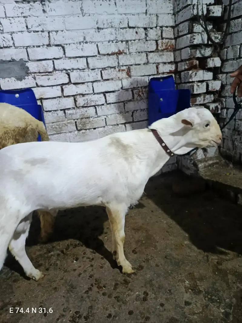 pure teddy gulabi age 12 months pure mundra D face 2 dant — photo 4