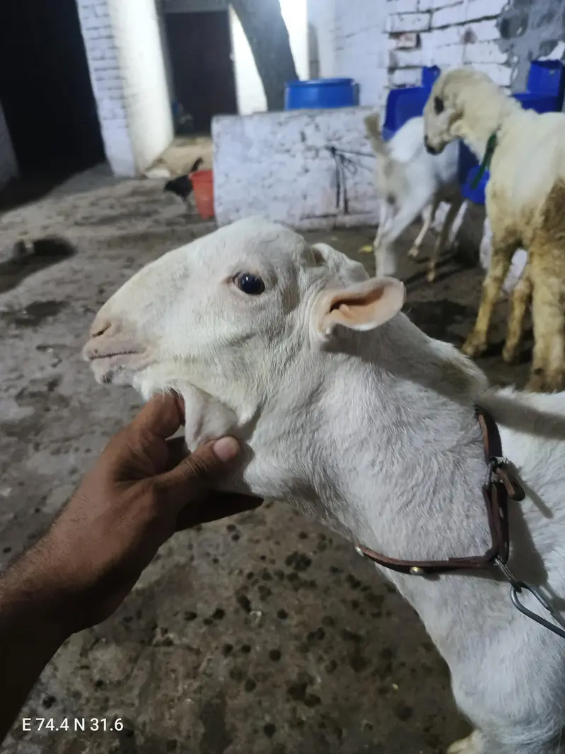 pure teddy gulabi age 12 months pure mundra D face 2 dant — photo 6