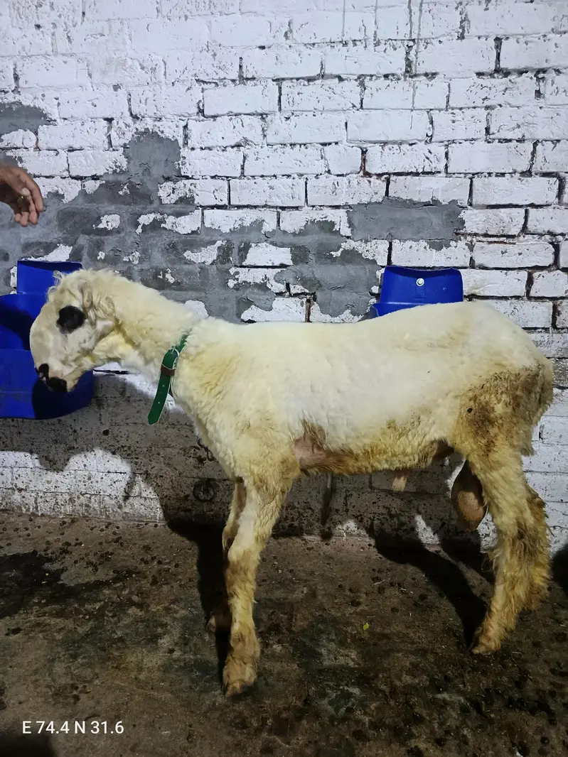 pure teddy gulabi age 12 months pure mundra D face 2 dant — photo 8