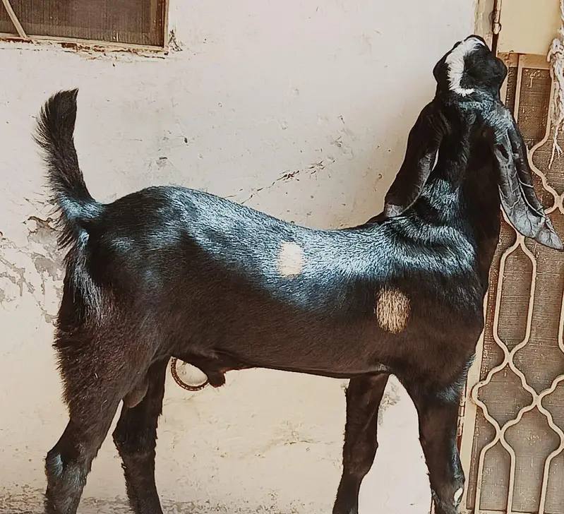 ablak rajunpuri — photo 4
