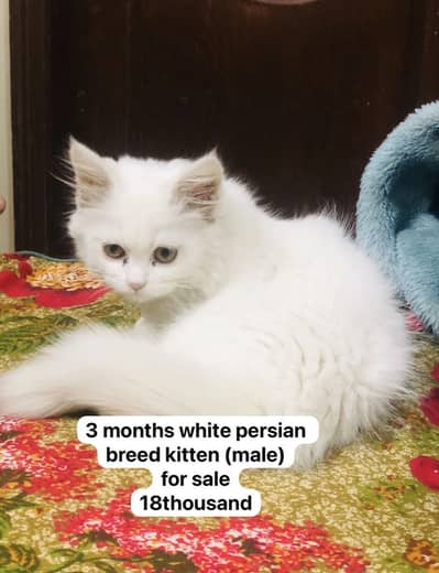 White persian cat