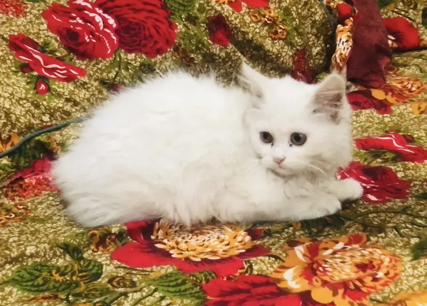 White persian cat — photo 2