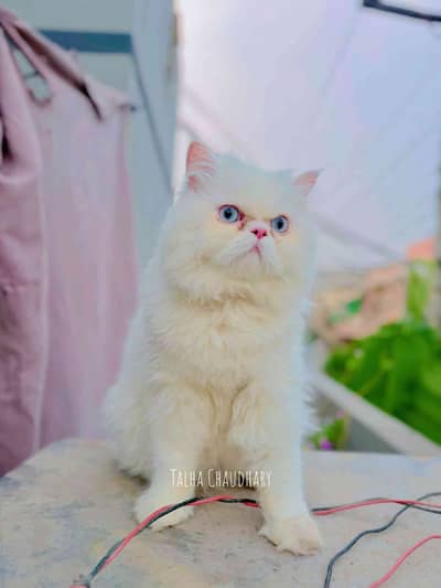 Pet's Factory 