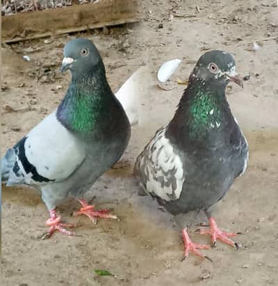 pigeons pair for sale price is negotiable.