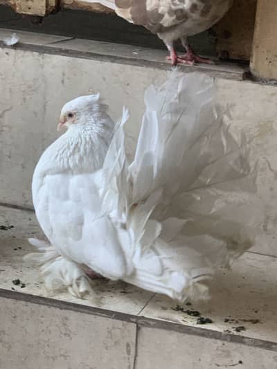 American fantail breeder pair for sale