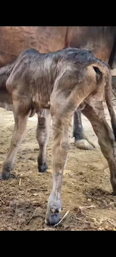 cholistani caw with Brahman wacha for sale