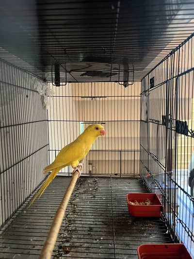 Parrot for sale