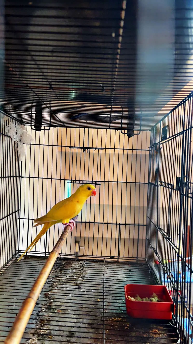Parrot for sale — photo 2