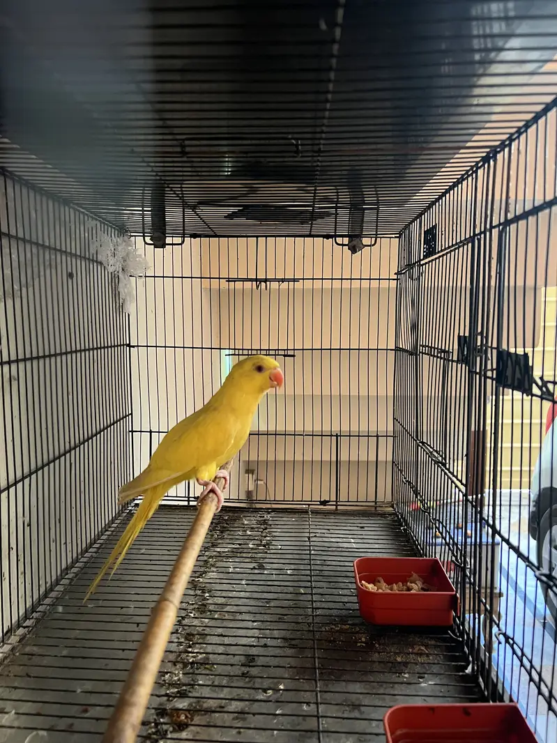 Parrot for sale — photo 3