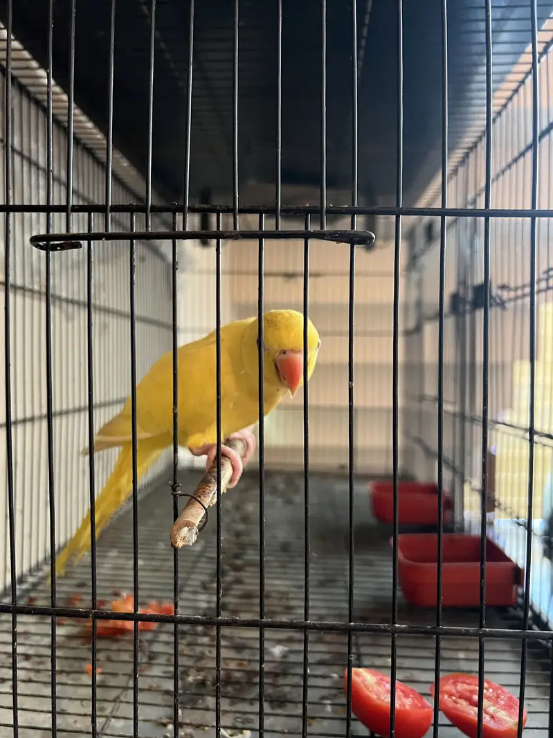 Parrot for sale — photo 4