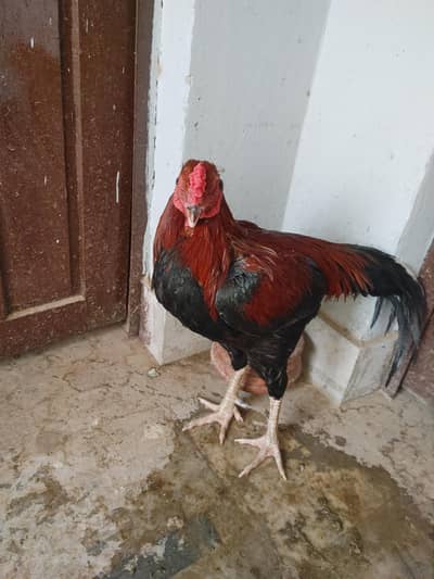 aseel breeder
