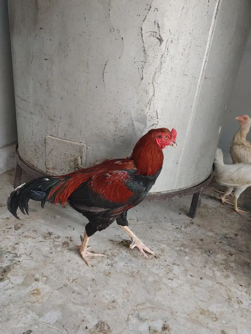 aseel breeder — photo 2