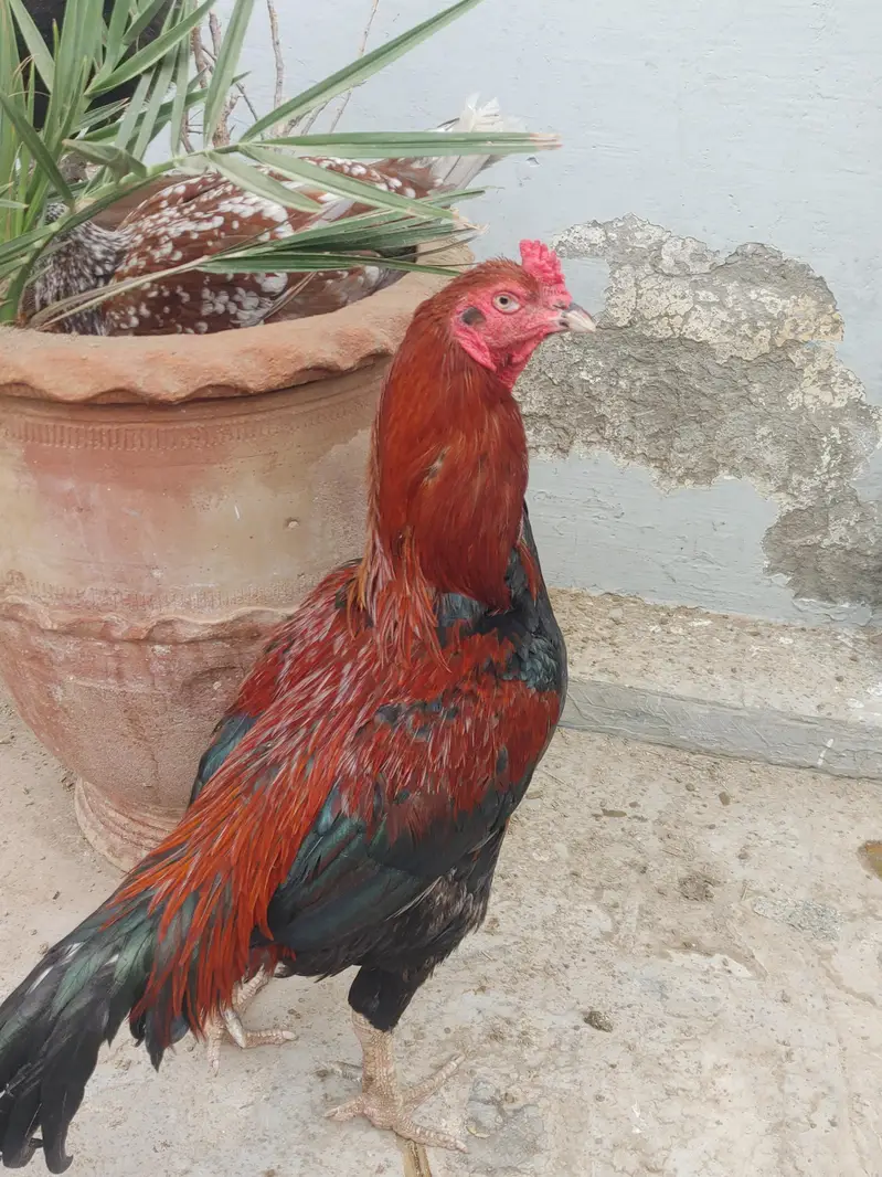 aseel breeder — photo 3