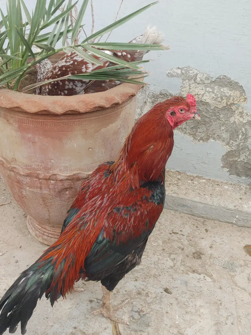 aseel breeder — photo 4