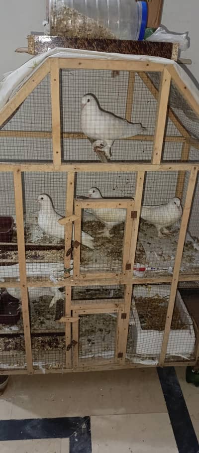 Pamous pigeons 4 Pairs Set Male and female